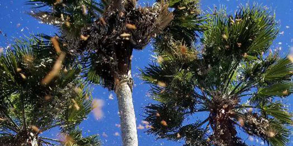 Palm tree diseases in florida palm disease causes signs