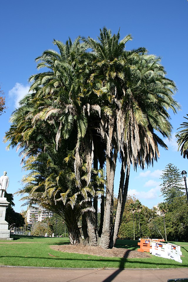 Phoix reclinata