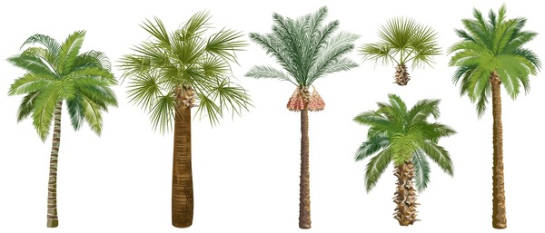 Date palm tree royalty