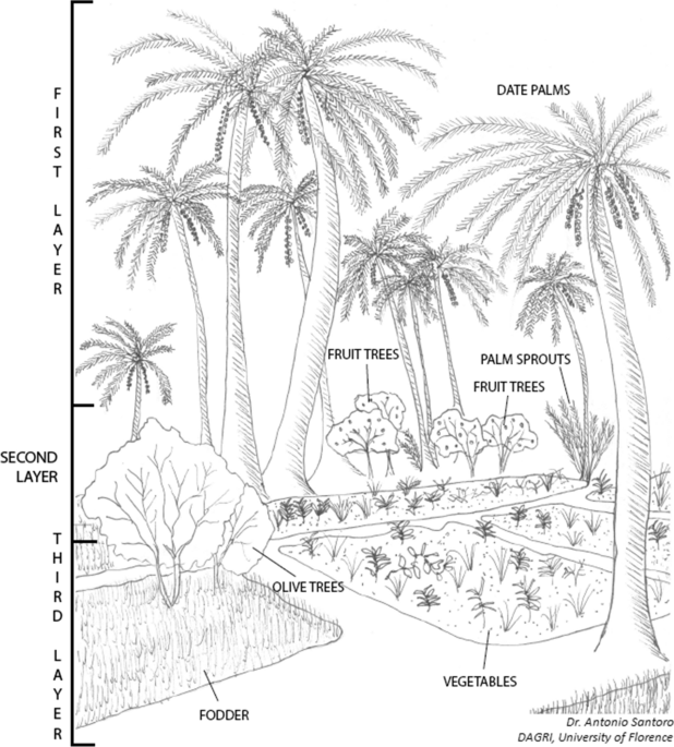 Traditional oases in northern africa as multifunctional agroforestry systems a systematic literature review of the provided ecosystem services and of the main vulnerabilities agroforestry systems