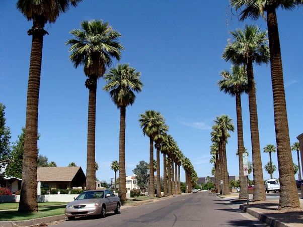 Are there any palm trees native to the northern united states