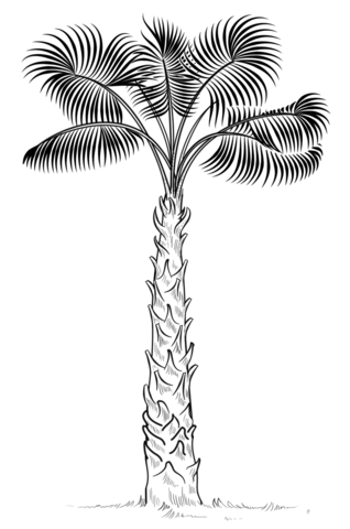Dibujo de palmera para colorear dibujos para colorear imprimir gratis