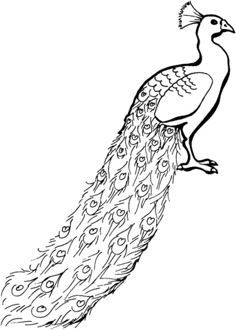 Dibujo de pavo real con la cola agachada para colorear dibujos para colorear imprimir gratis