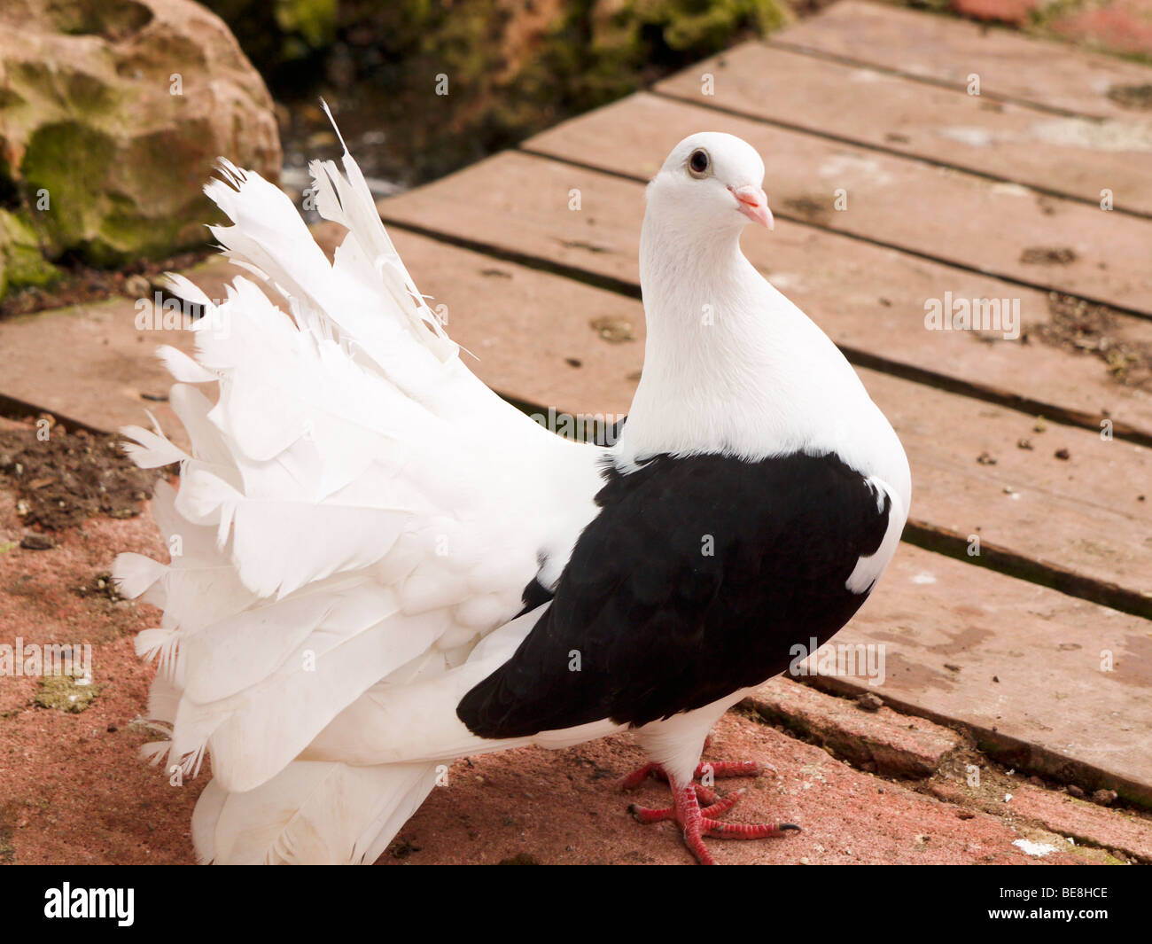 Paloma pavo real fotografãas e imãgen de alta roluciãn
