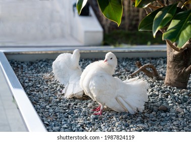 Imãgenes fotos de stock objetos en d y vectores sobre fan shaped pigeon