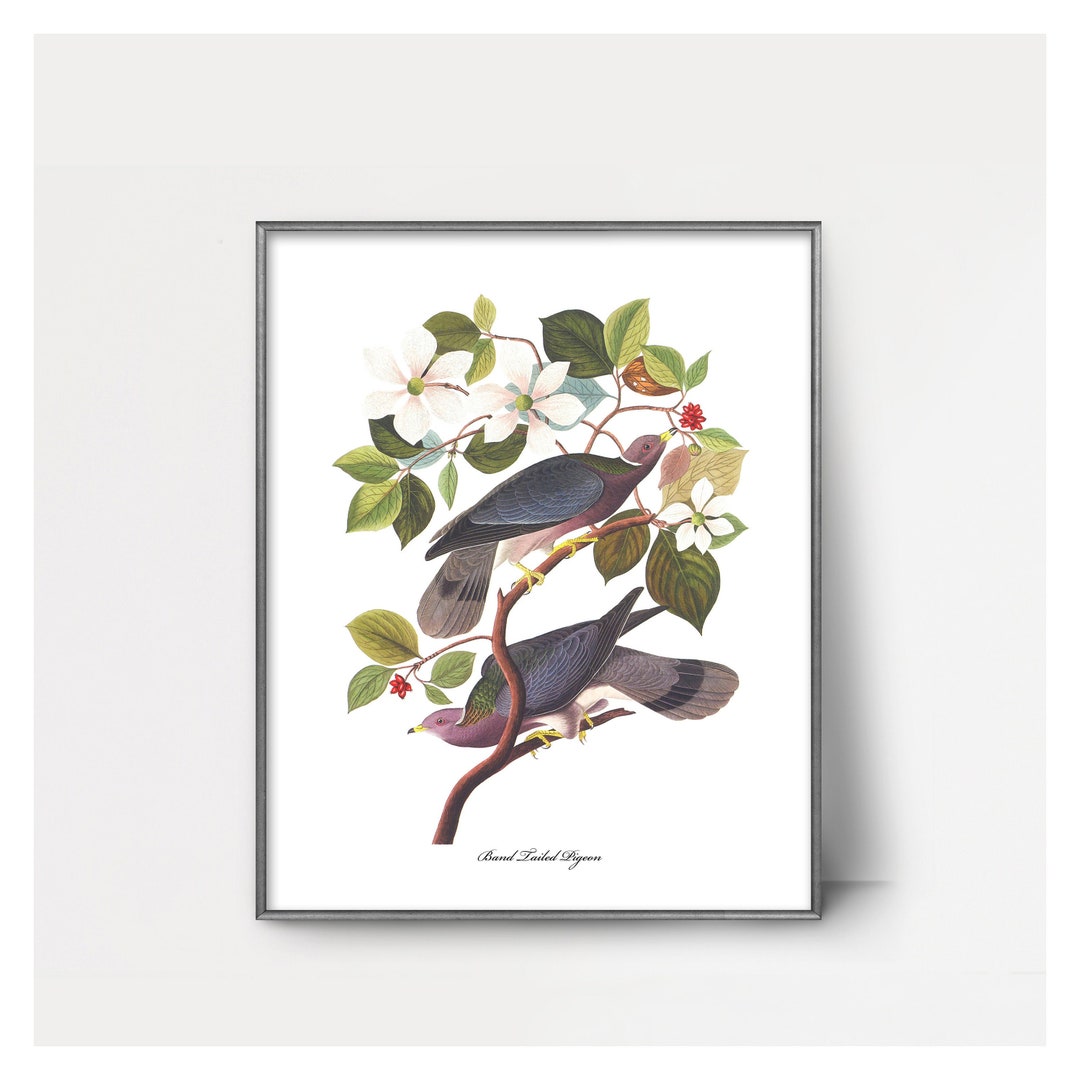 Pigeon pair s audubon print estampado de pãjaros en el patio trasero estampado de palomas con bandas pintura de pãjaros audubon arte de palomas decoraciãn del hogar gris