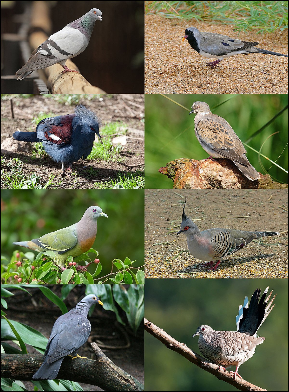 Columbidae