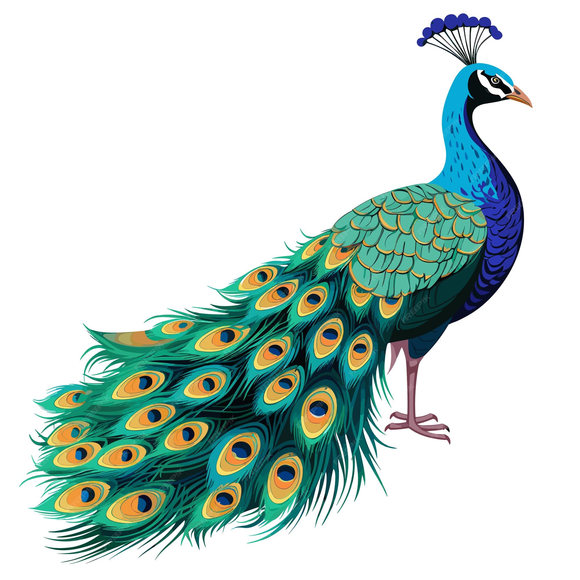 Ilustraciãn de pavo real de color sãlido dibujado a mano vector premium