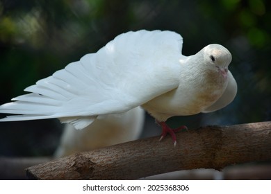 Imãgenes fotos de stock objetos en d y vectores sobre fan shaped pigeon