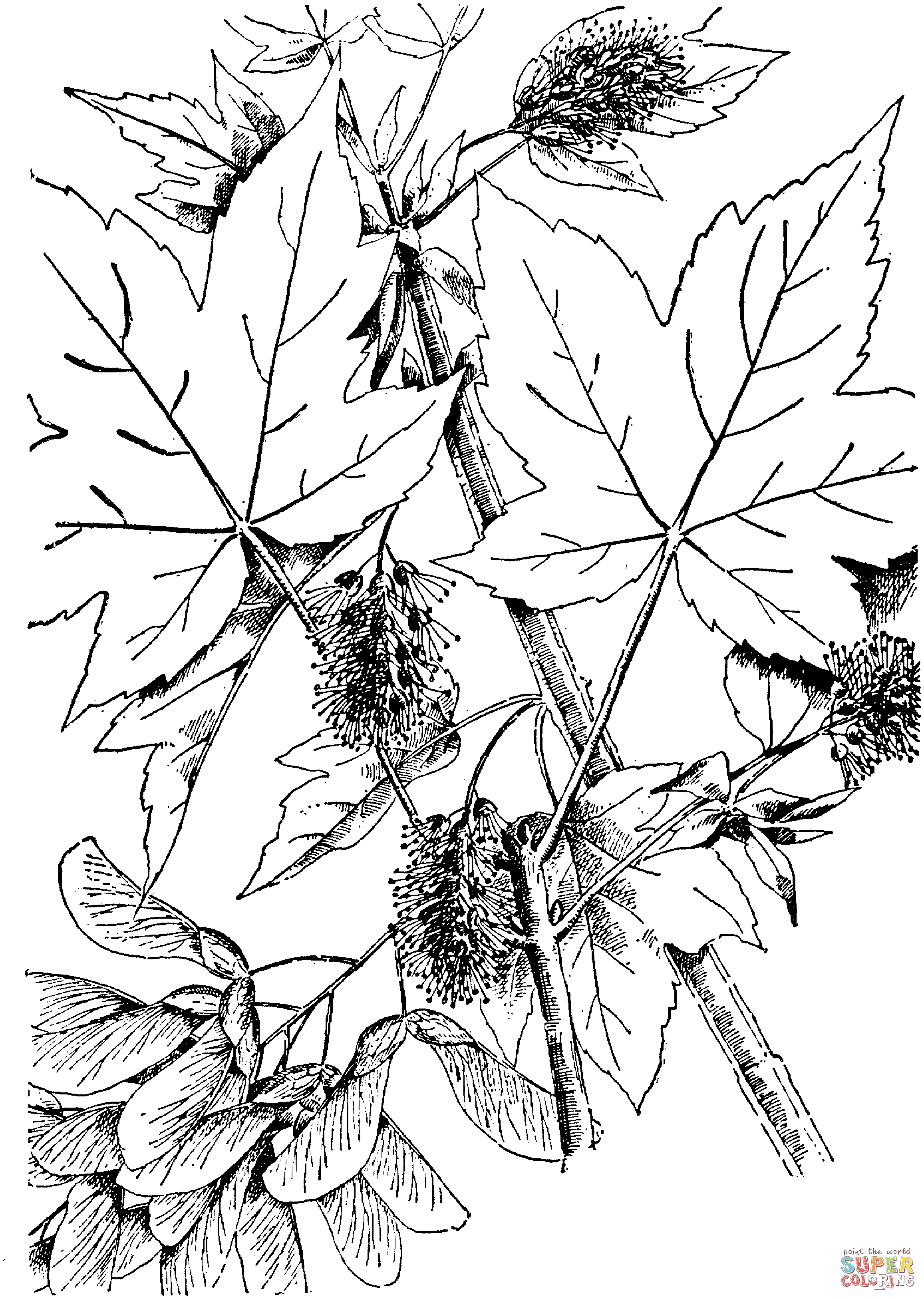 Frunze paltin de munte de colorat desene de colorat gratis