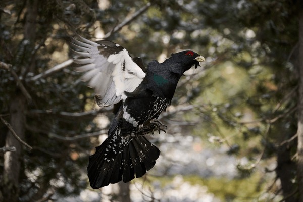 Imagini fotografii de stoc obiecte d èi vectori pentru cocoèul de munte