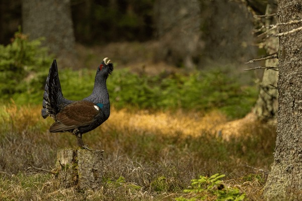 Imagini fotografii de stoc obiecte d èi vectori pentru cocoèul de munte