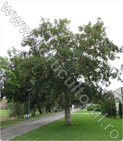 Paltin de munte
