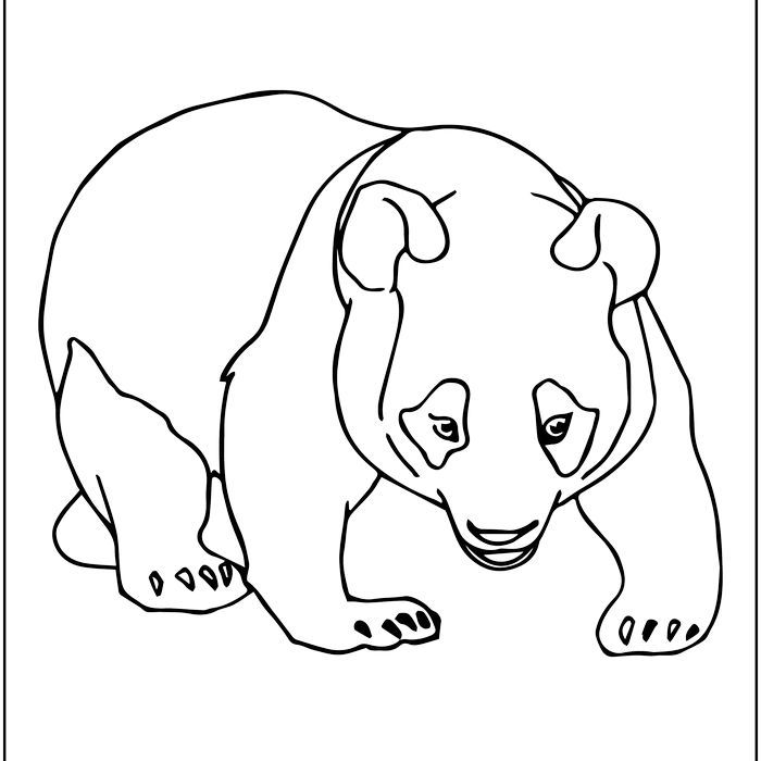 Panda bear coloring pages panda outlines coloring buddy