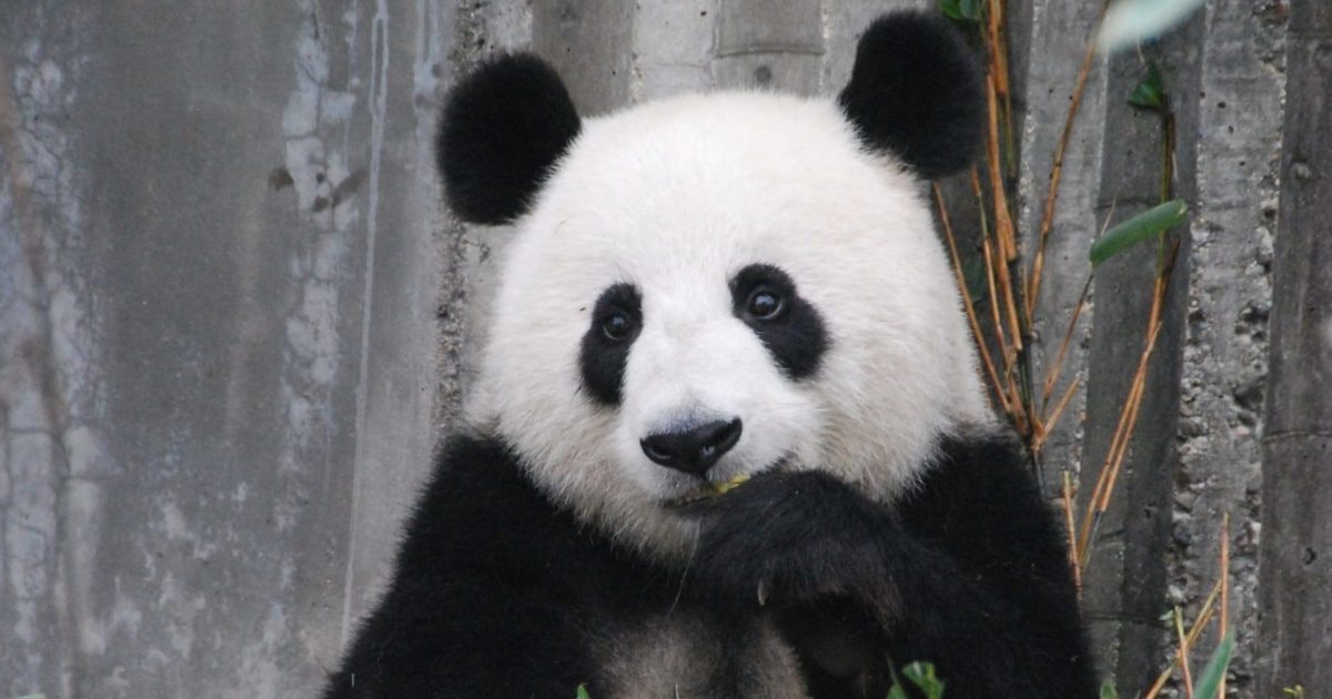 Whats black white and fun all over these panda coloring pages