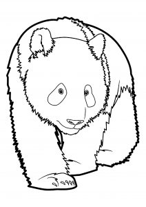Pandas