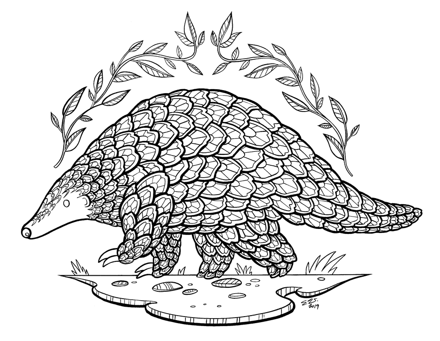 Pangolin colouring page by me rdrawing