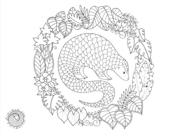 Pangolin colouring page pangolin coloring pages pangolin art