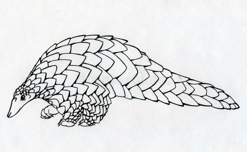 Hand drawn pangolin contour stock illustrations â hand drawn pangolin contour stock illustrations vectors clipart