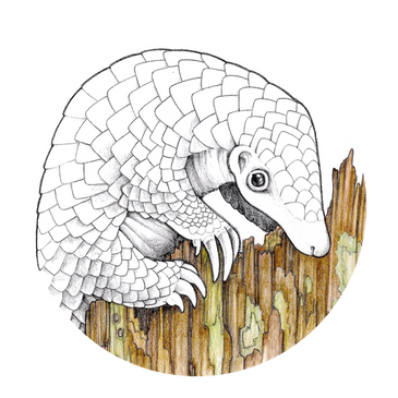 Pangolin coloring book