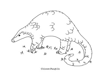 Chinese pangolin coloring page by mama draw it tpt
