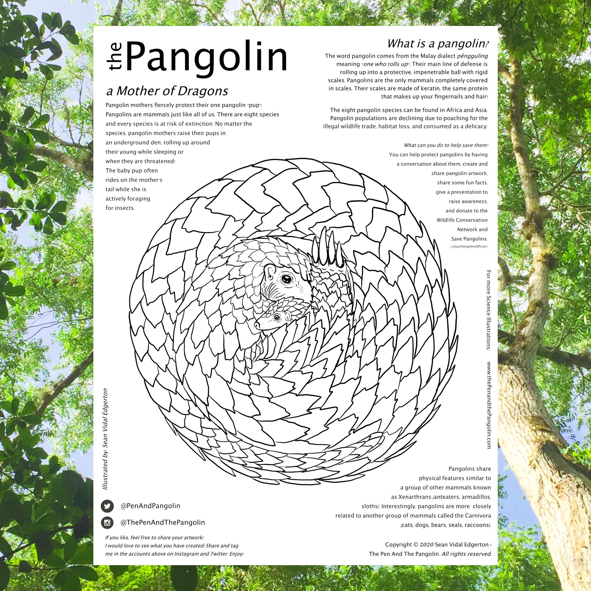 Sean vidal edgerton ð on x pangolin coloring page up and available for free download on my website what animal plant microbe ology themed pages would you want to color taking suggestions