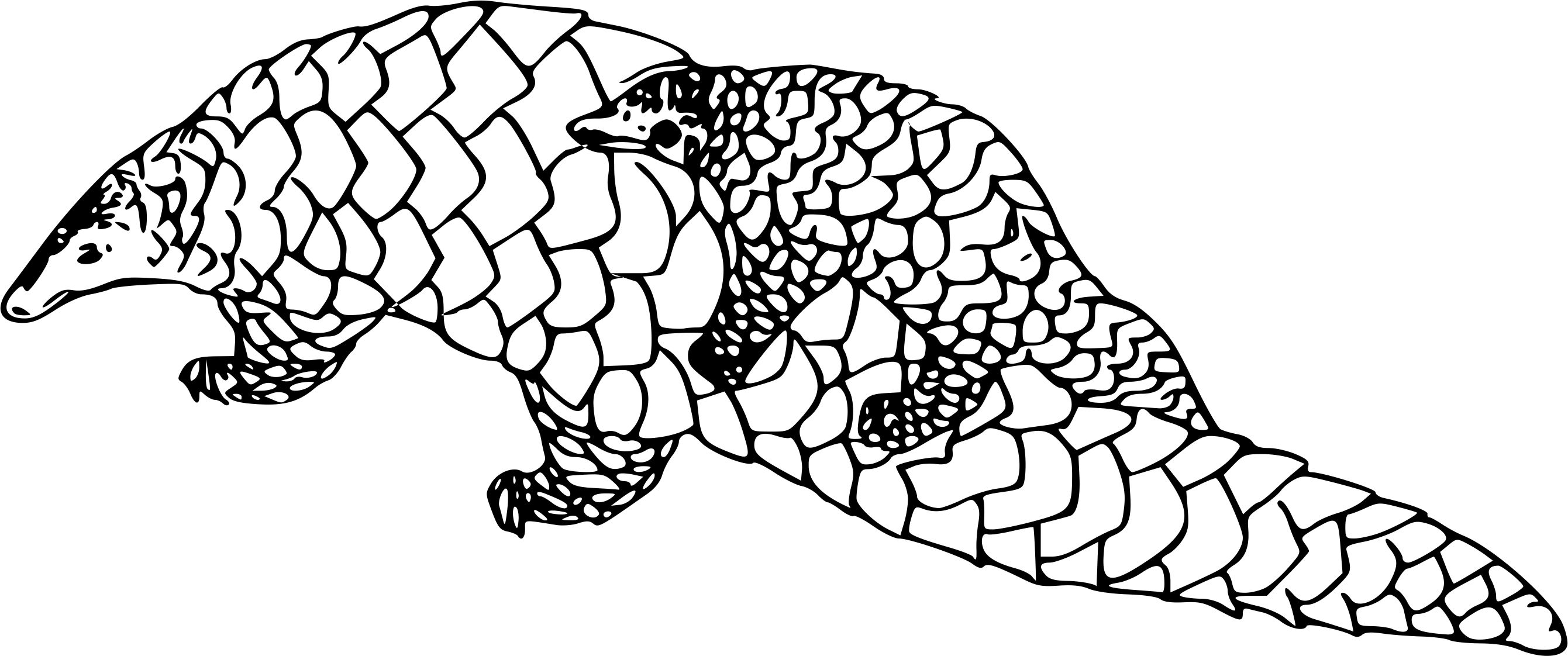 Filepangolin indien et son petitjpg
