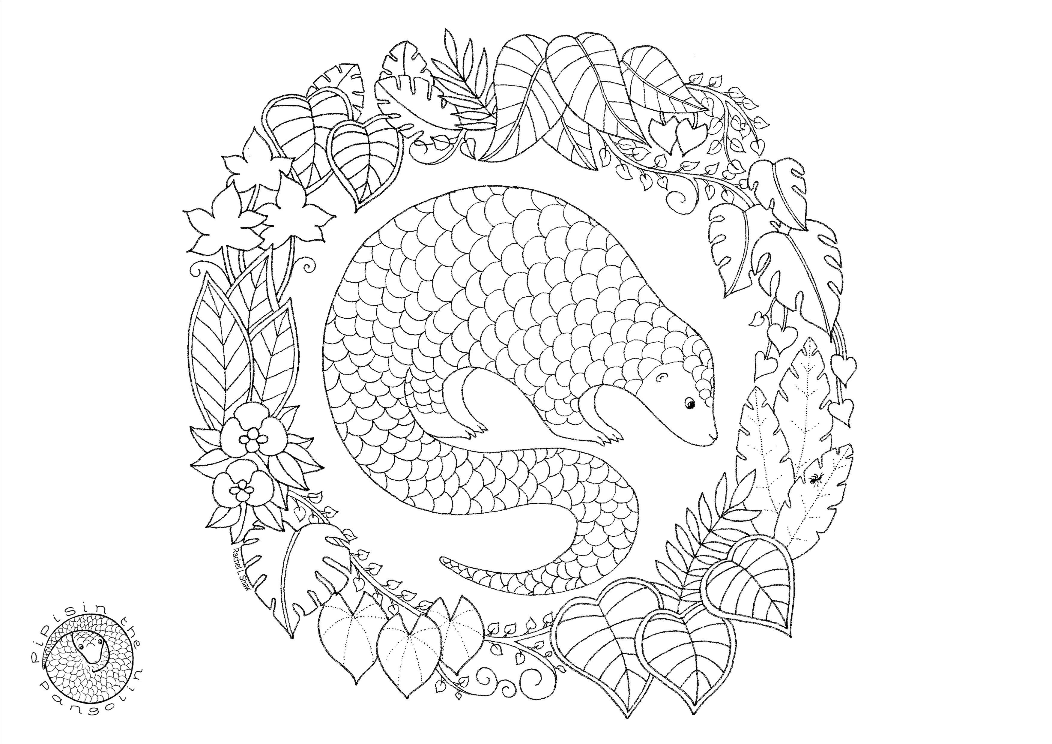 Pangolin colouring page rachel l shaw