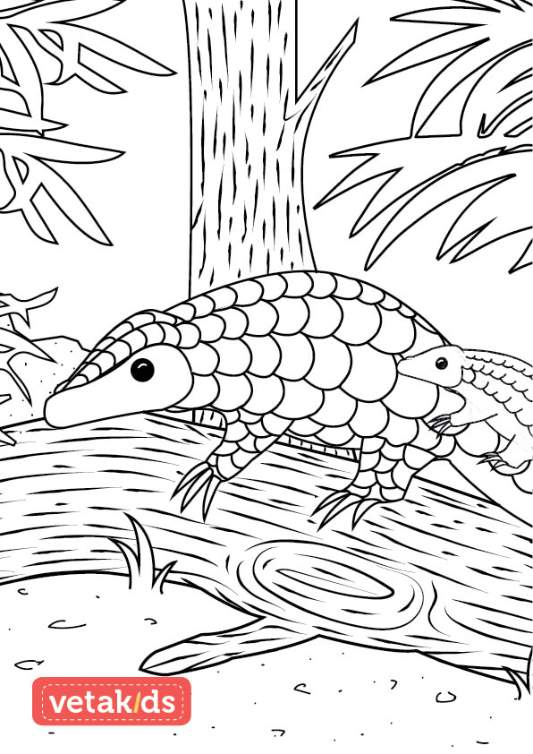 Pangolin colouring
