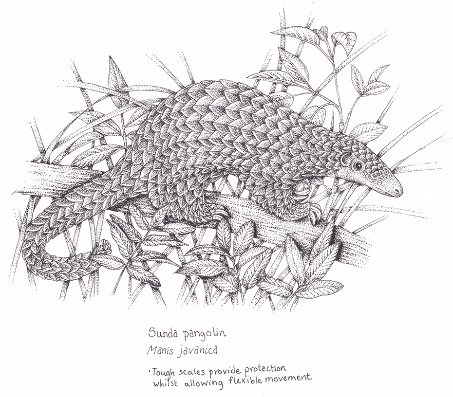 Pangolin manis javanica