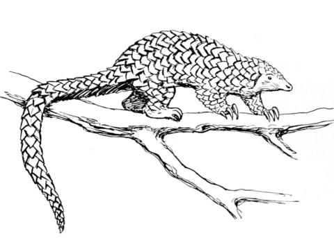 Pangolin coloring pages free coloring pages