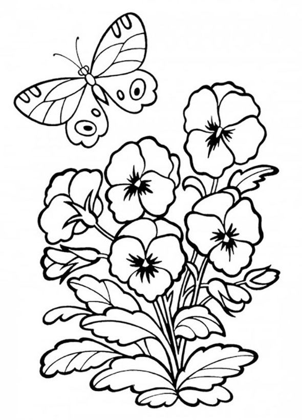 Pansy coloring pages