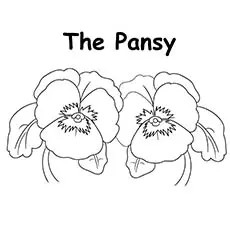 Coloring pages pansy coloring pages