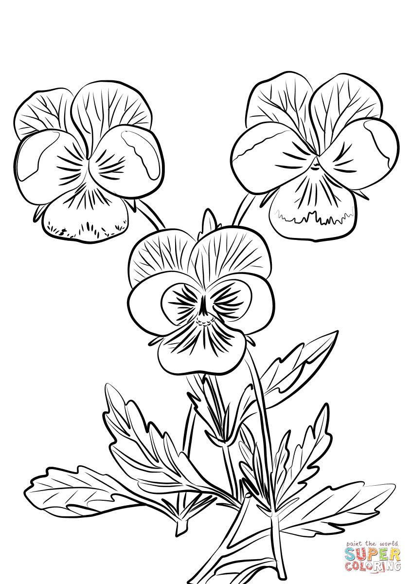 Three pansies coloring page free printable coloring pages pansies flower drawing flower art drawing