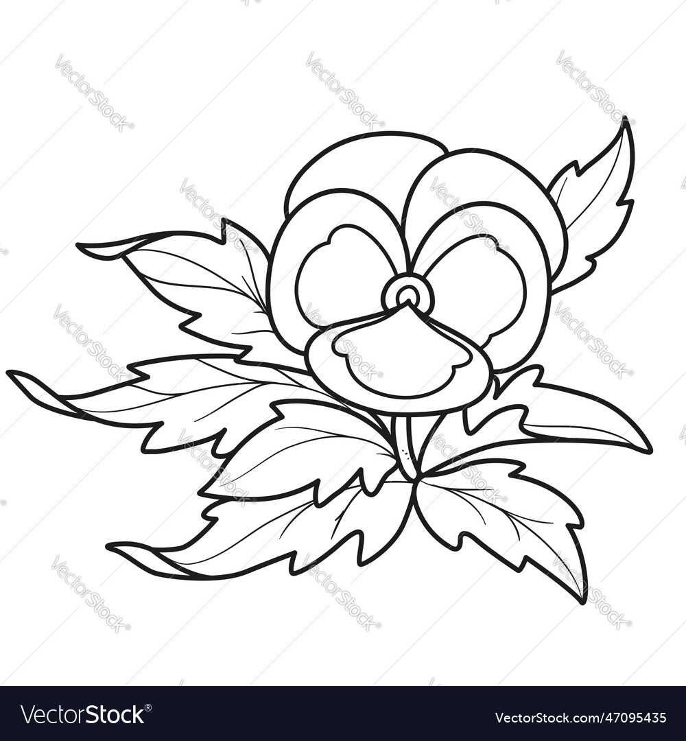Pansy flower coloring book linear drawing vector image