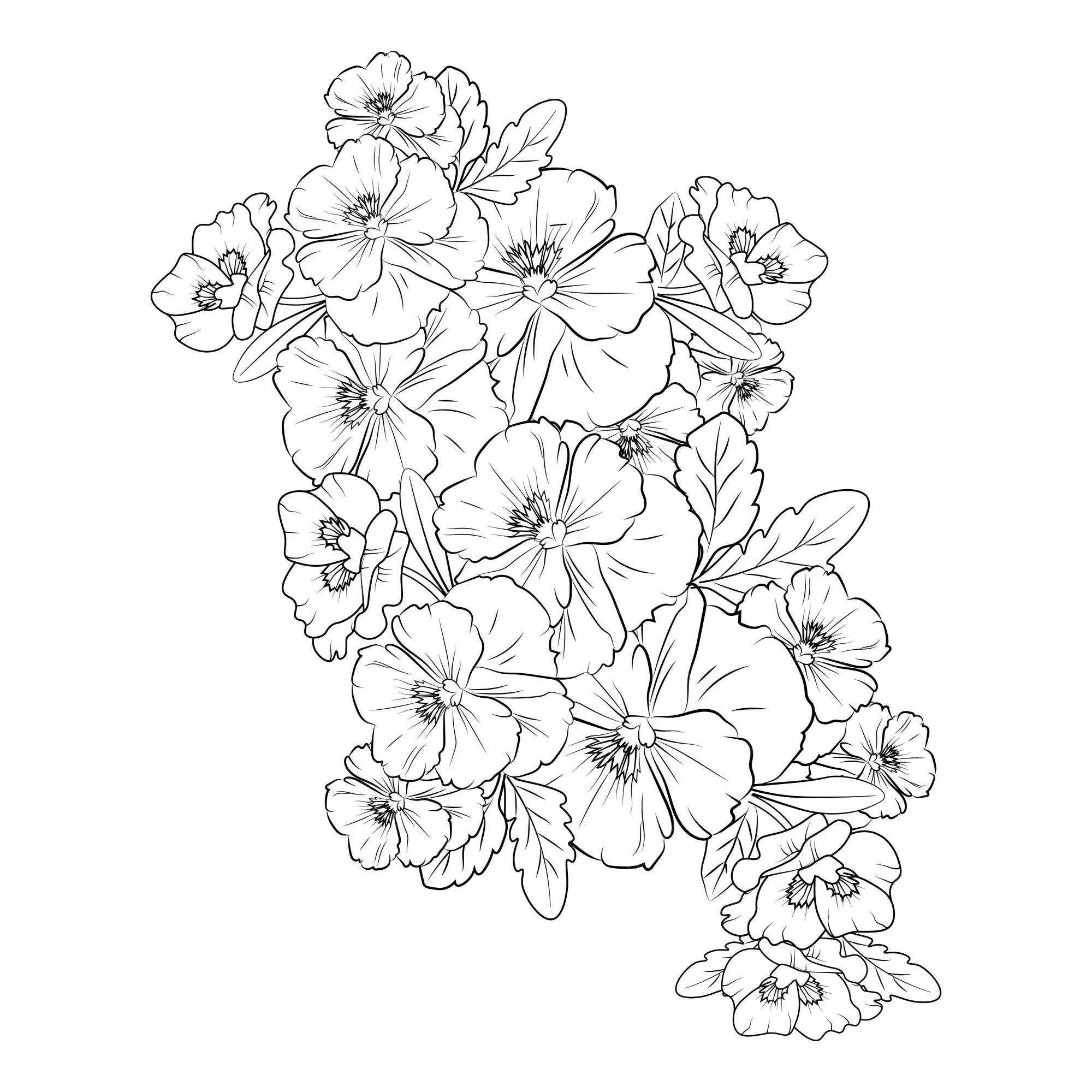 Premium vector purple pansy drawing outline pansy flower coloring pages with pale blue pansy