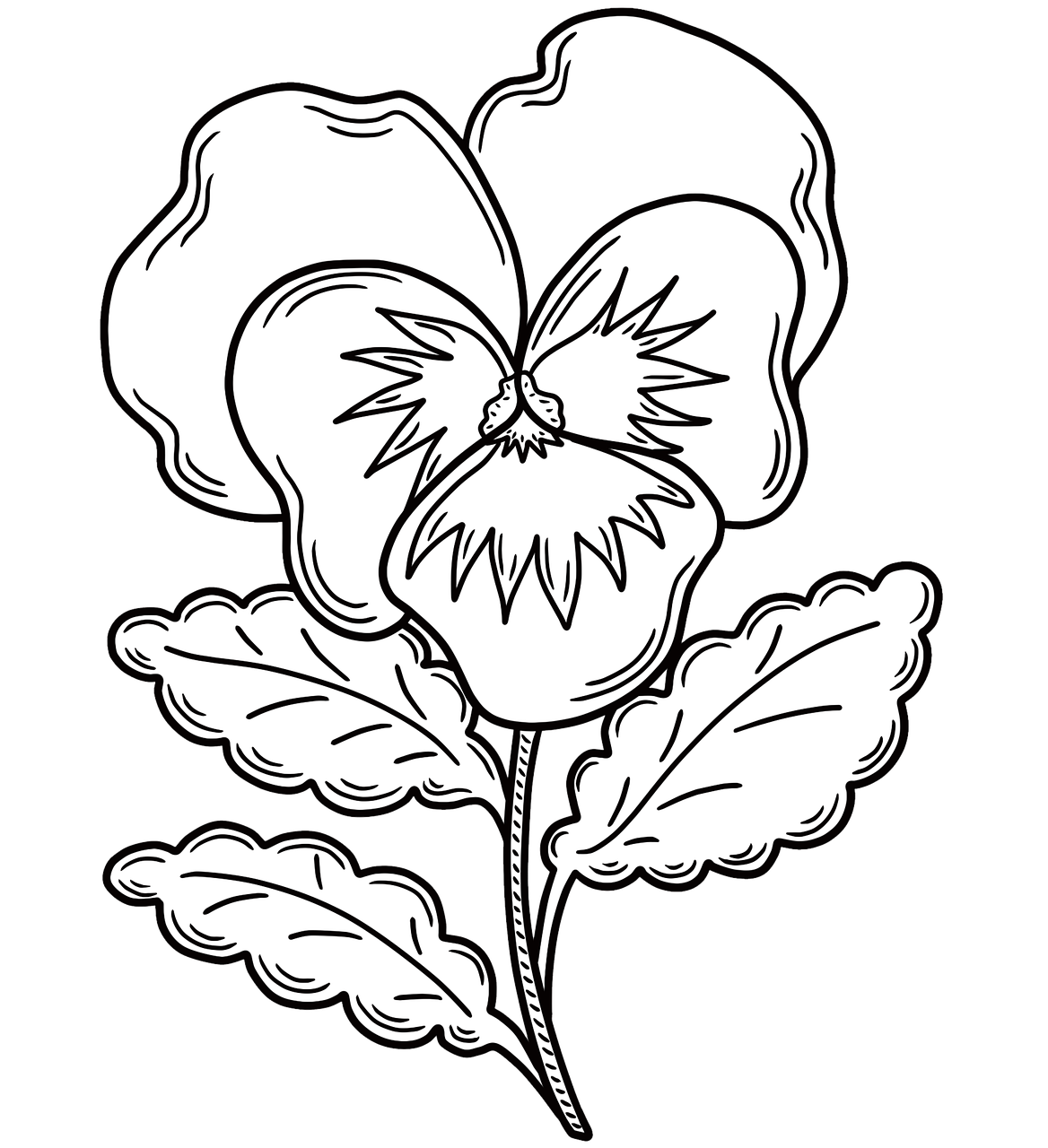 Download pansy flower plant royalty
