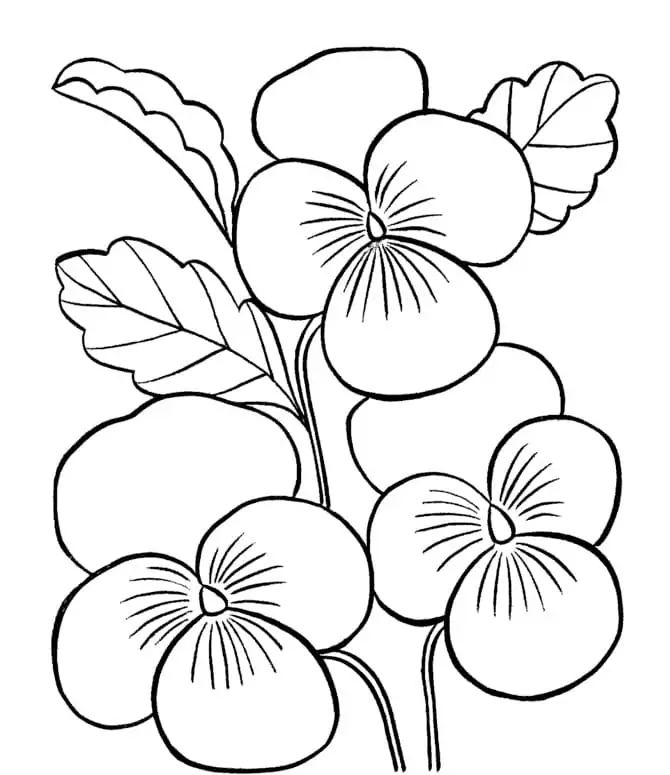 Pansy malvorlagen