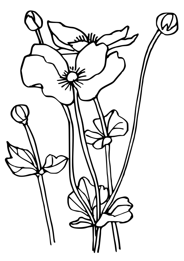 Anemone flower drawing for coloring page free printable nurieworld