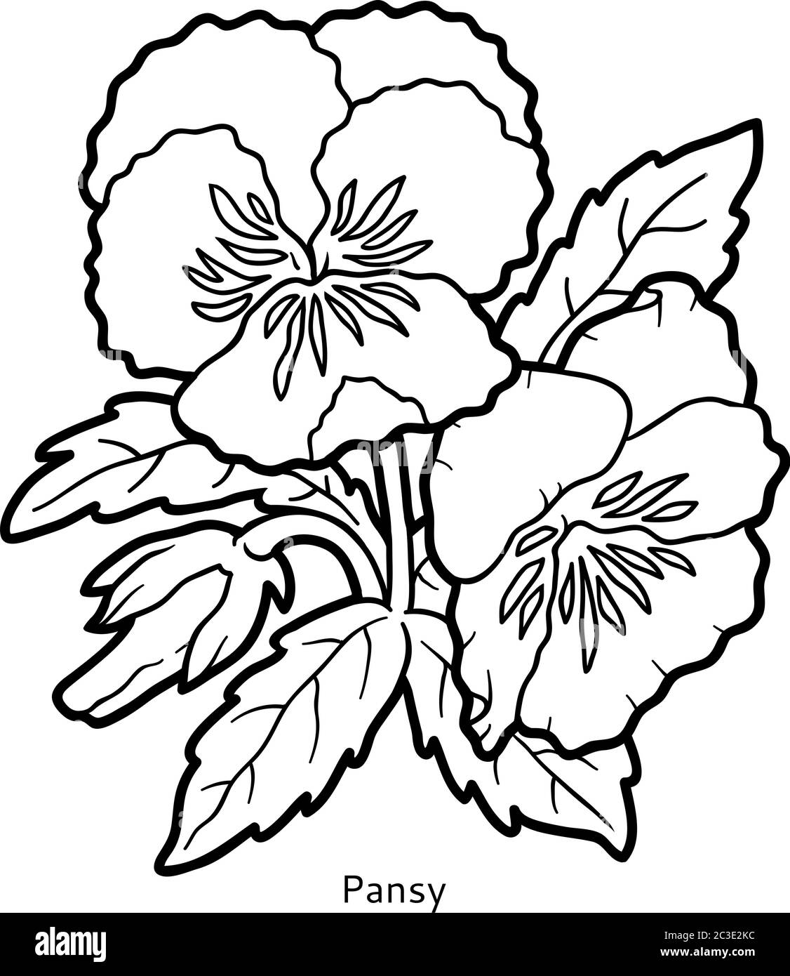 Pansy illustration black and white stock photos images