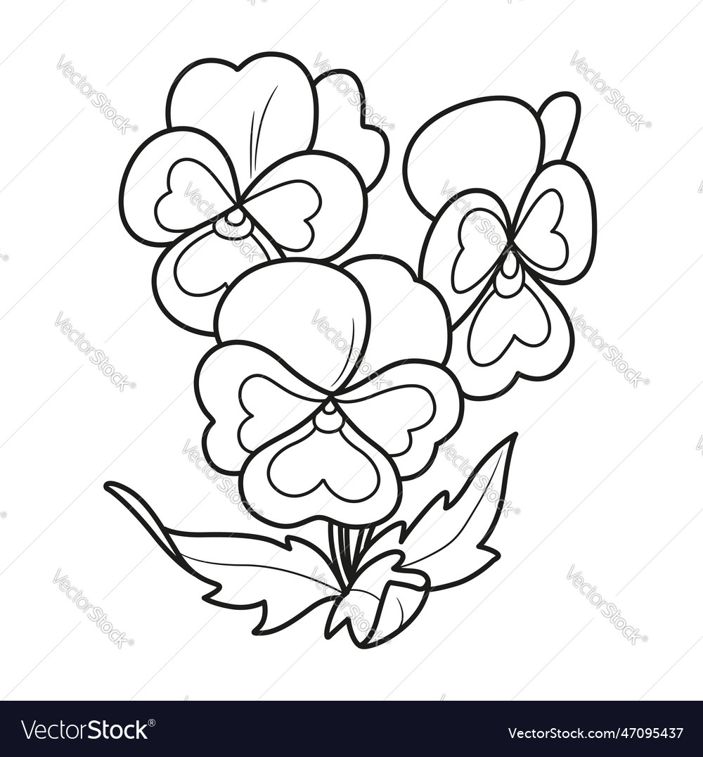 Pansy flowers coloring book linear drawing vector image