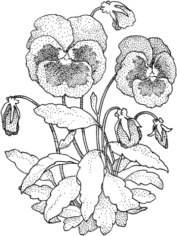 Pansy coloring pages printable for free download