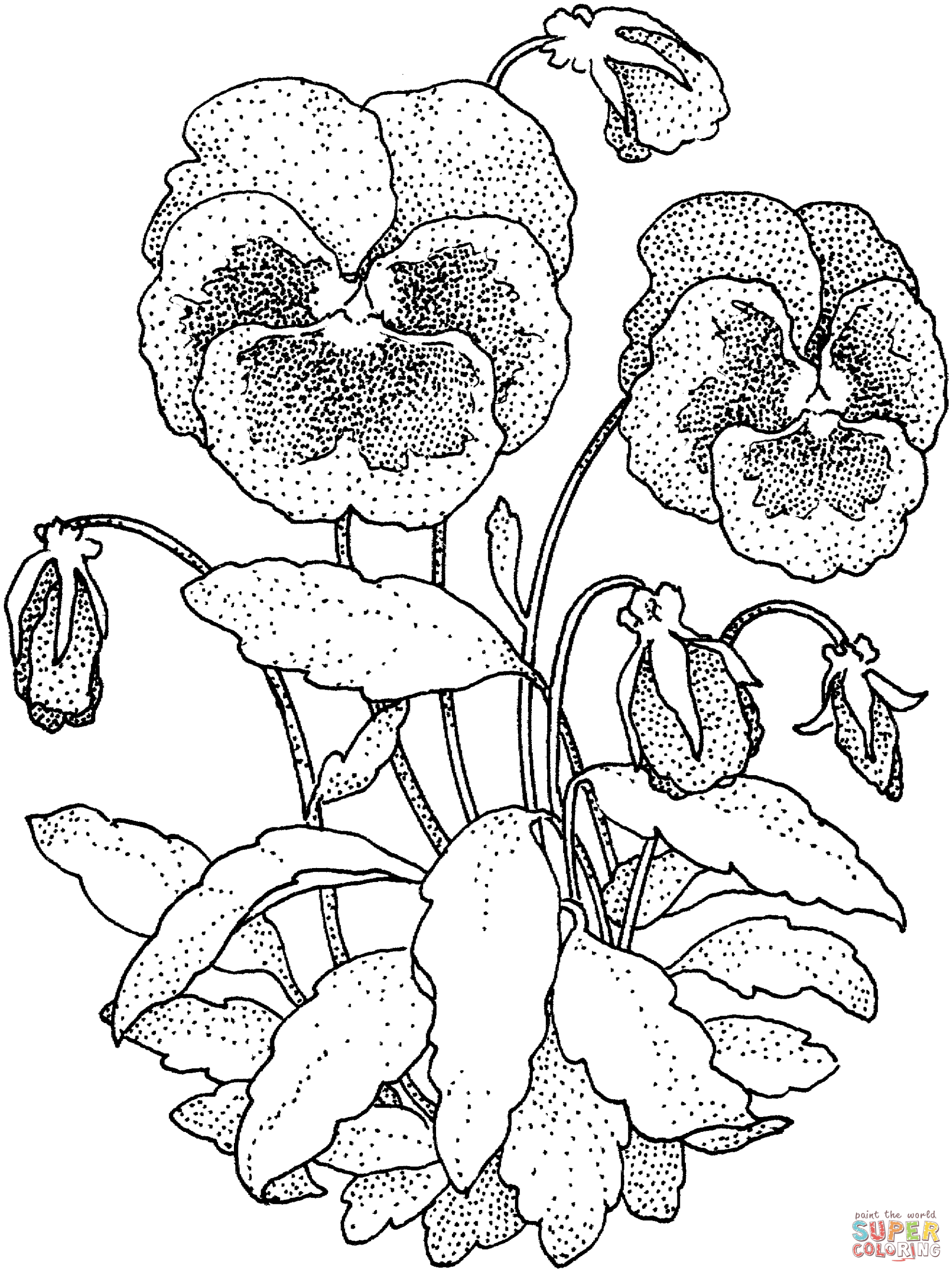 Pansy coloring pages printable for free download
