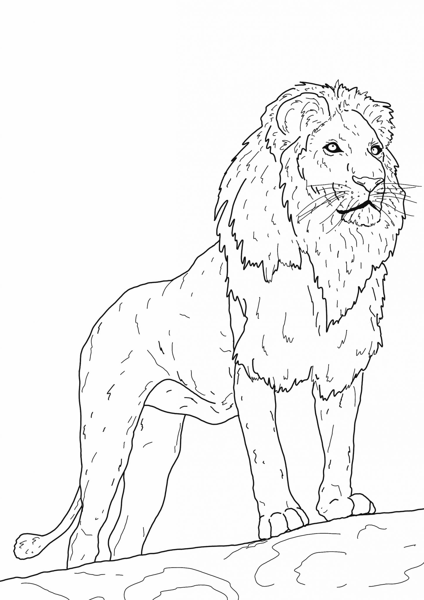 Lion