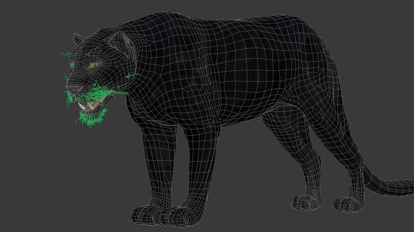 Panther