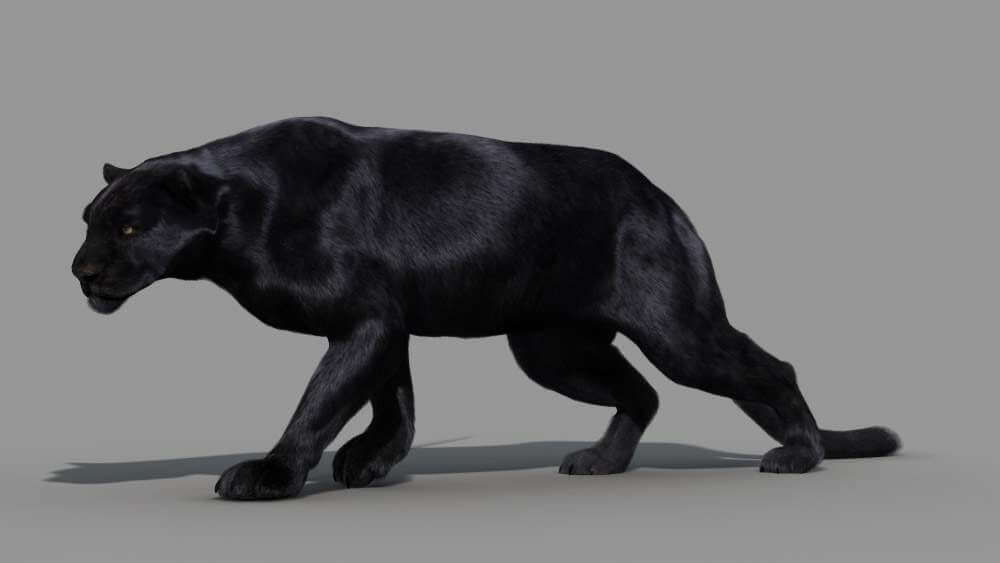 Panther