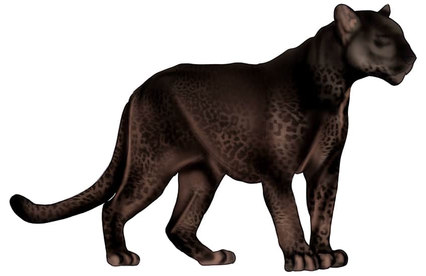 How to draw a black panther â draw a stealthy black panther