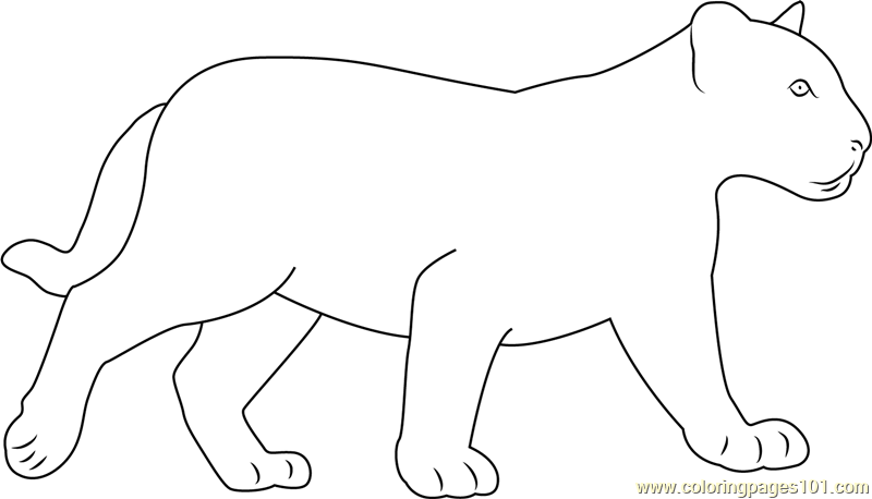 Black baby panther coloring page for kids