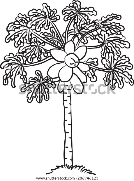Papaya tree stock vector royalty free