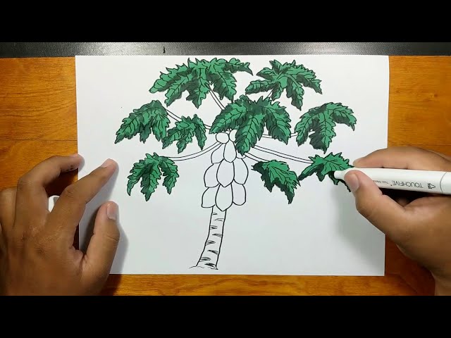 How to draw and coloring papaya tree step by step